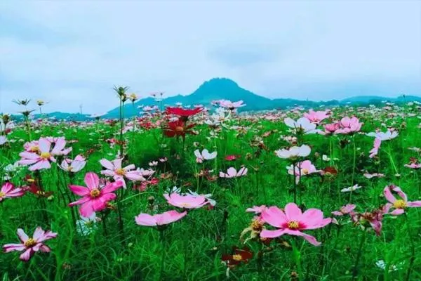 2022东莞赏花好去处 东莞看花去哪里看