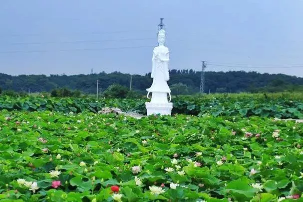 2022南京看荷花的景点有哪些