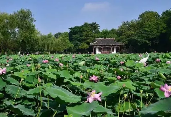 2022天津赏荷花最佳地点