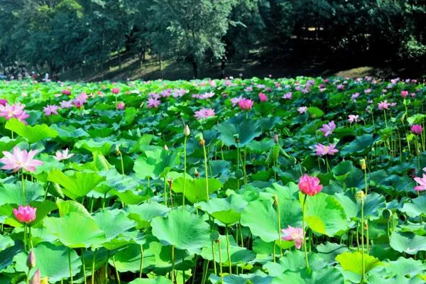 圆明园看荷花最佳路线及最佳赏荷花的地点