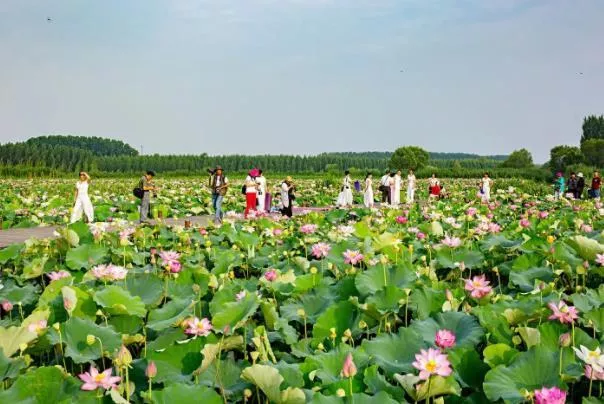 济宁看荷花在什么地方 哪里可以看荷花