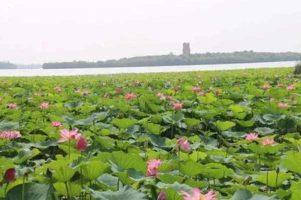 济宁看荷花在什么地方 哪里可以看荷花