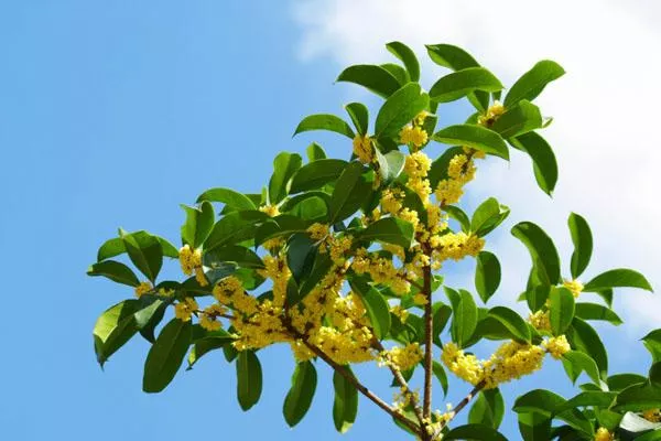 重庆哪里赏桂花 重庆赏桂花的十大好地方