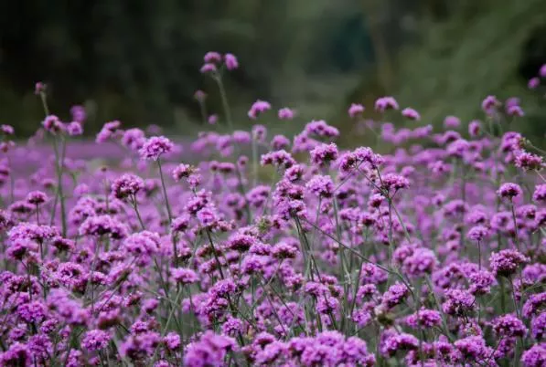 杭州十月哪里可以看花