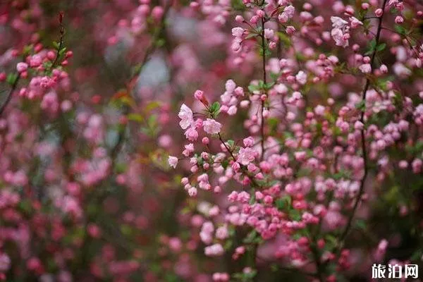 春秋淹城乐园樱花在哪里观赏?花期是什么时候?