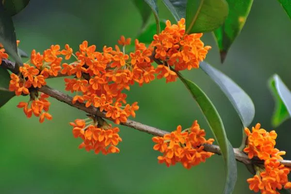 重庆哪里赏桂花 重庆赏桂花的十大好地方