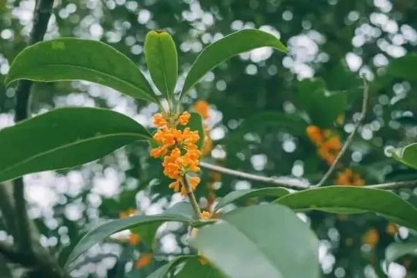 成都欣赏桂花的地方有哪些