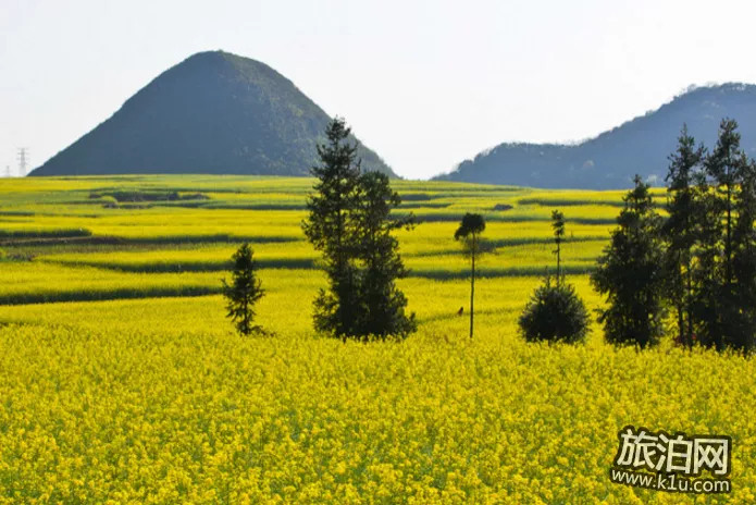 罗平油菜花什么时候开 2022罗平油菜花赏花攻略