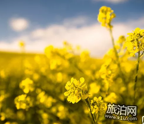 2022北京油菜花在哪里 北京油菜花什么时候开