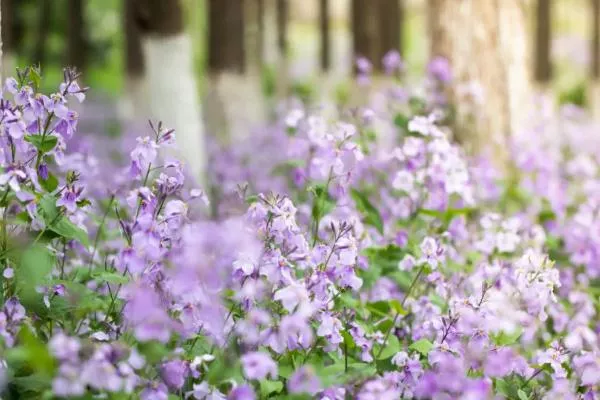 潍坊赏花的地方推荐 油菜花、樱花这些花都有得看哦