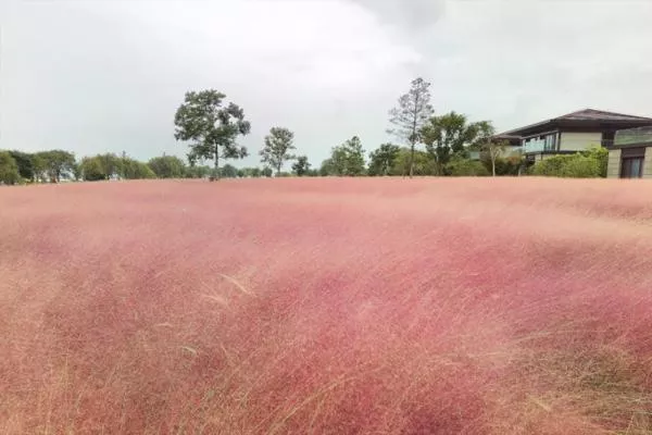 杭州粉黛乱子草哪里有观赏的地方