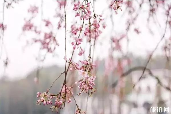 湖南省植物园樱花什么时候开