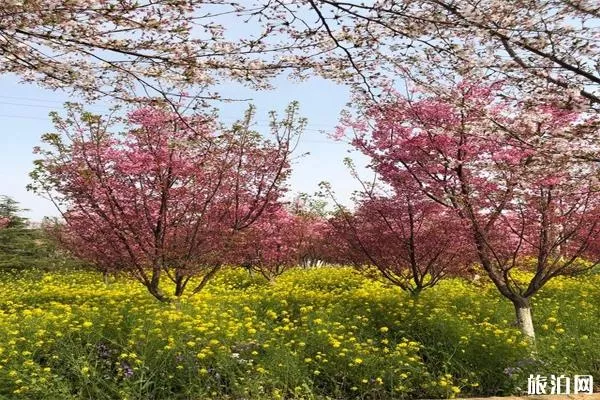 郑州丰乐樱花园门票 停车哪里方便