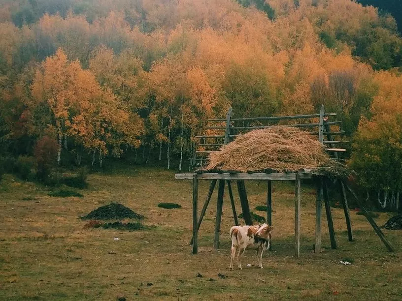 香格里拉有什么景点 好玩吗