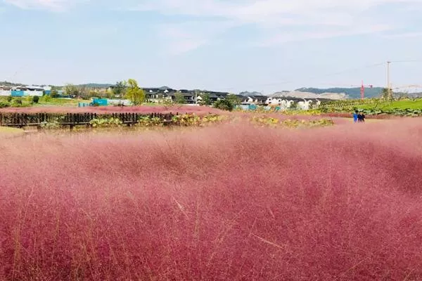 杭州粉黛乱子草哪里有观赏的地方