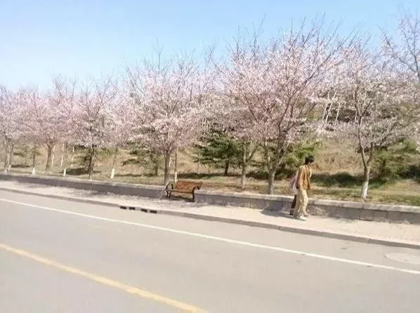 国内除了武大樱花还有那些大学有樱花