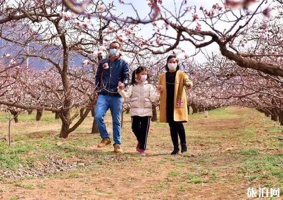 香营乡新庄堡村杏花最佳观看时间