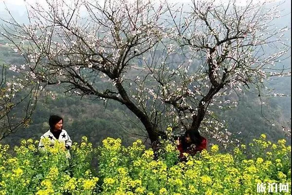 新昌后金山村油菜花什么时候开?