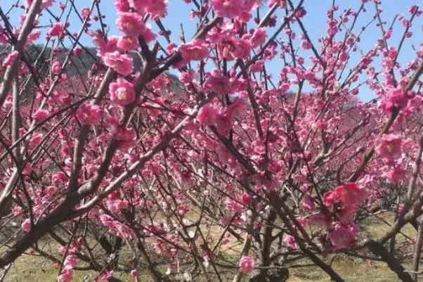 无锡赏梅去哪里 哪里最好