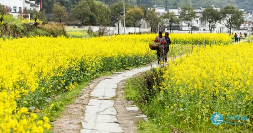 婺源什么时候去最好 婺源最佳旅游时间