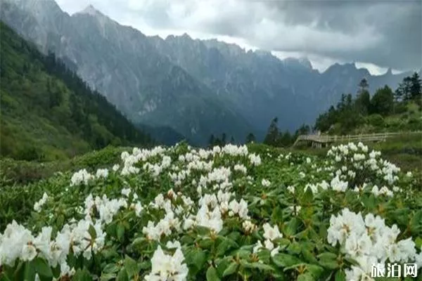 宕昌雷古山海拔多高 杜鹃花绽放时间