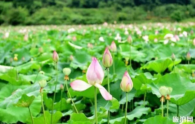 棣花古镇一日游攻略