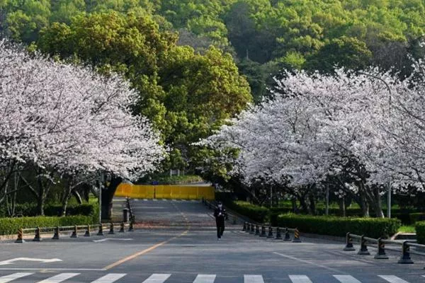 武汉大学樱花大道在哪?怎么去?