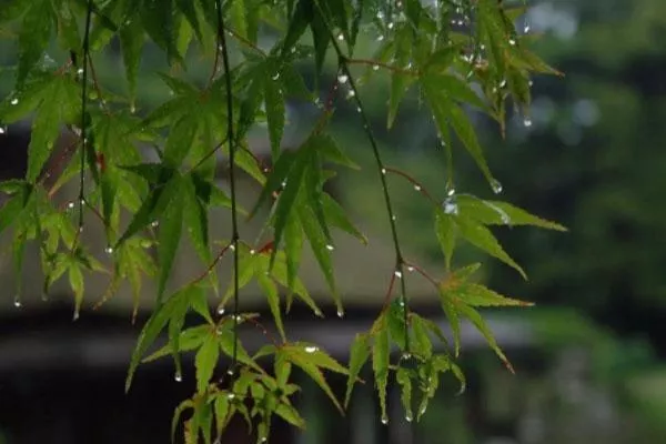 武汉梅雨季节2021什么时间入梅-持续多久