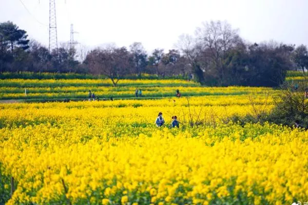 南京市内油菜花观赏地点汇总