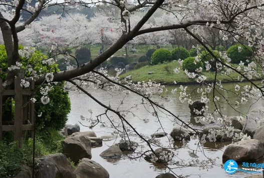 武汉东湖磨山樱园门票价格+开放时间+路线