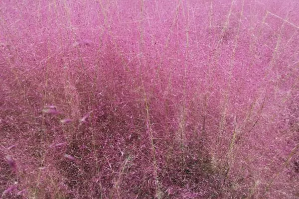 长沙粉黛乱子花海在哪里