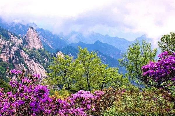 尧山景区杜鹃花什么时候开 附花期-门票优惠