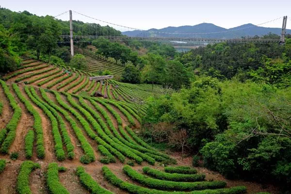 都江堰旅游六大必去景点推荐