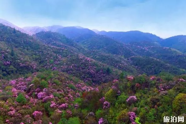 百灵山杜鹃花图片 百灵山在哪-怎么去