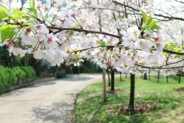 2022重庆赏樱花的地方有哪些 重庆赏樱花的最佳时间