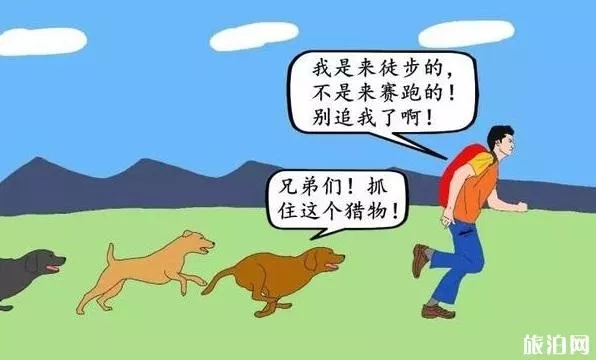 在户外遇见野狗怎么办