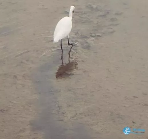 深圳湾一日游 深圳湾观鸟游记