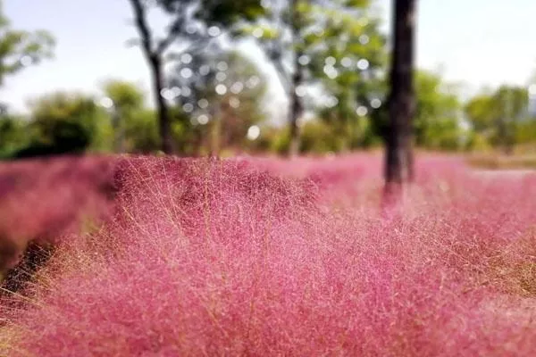 长沙粉黛乱子花海在哪里