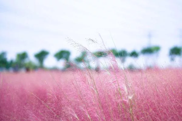 2022无锡哪里有粉黛子草花海