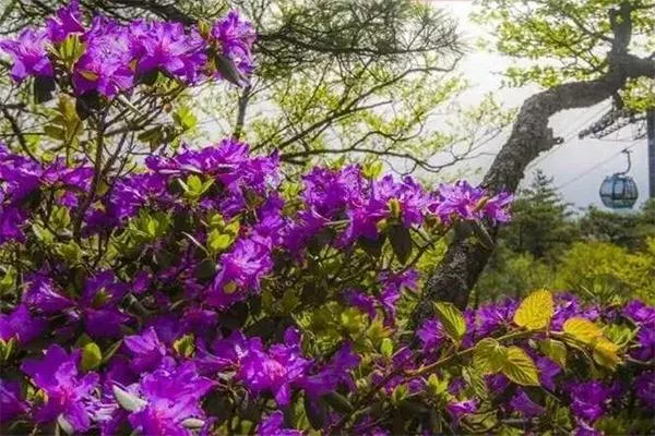 尧山景区杜鹃花什么时候开 附花期-门票优惠