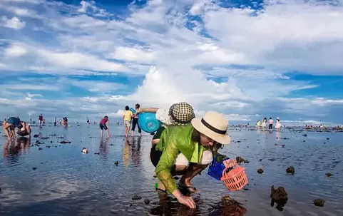 大连赶海会遇到哪些海生物  