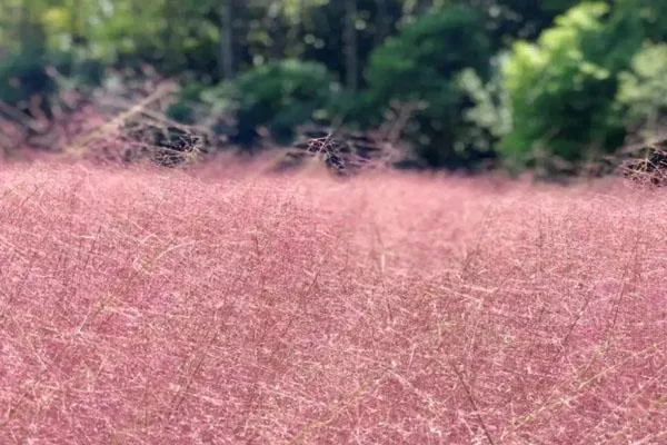 2022佛山粉黛草花海在哪里