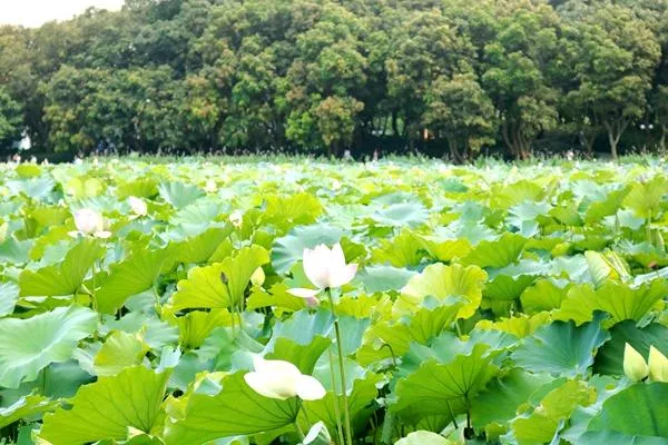 深圳春季去哪里踏青 深圳周末踏青好去处