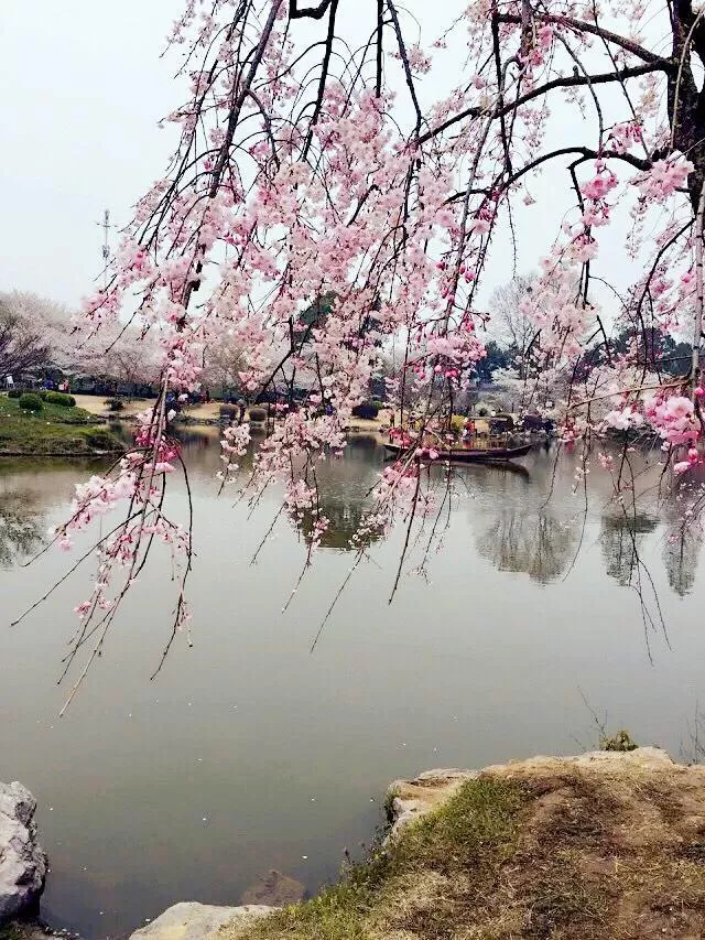 武大樱花旅游路线推荐 附游玩攻略