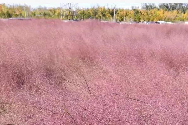 北京哪里有粉黛乱子草花海