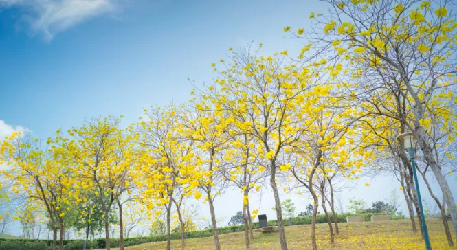 惠州油菜花去哪里看 惠州赏花景点2022