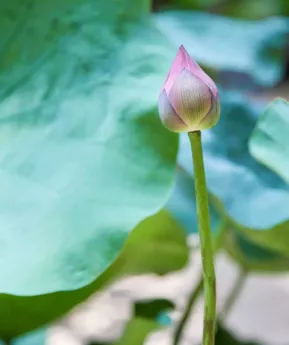 广州天河城好玩吗? 广州天河城花展是什么时候