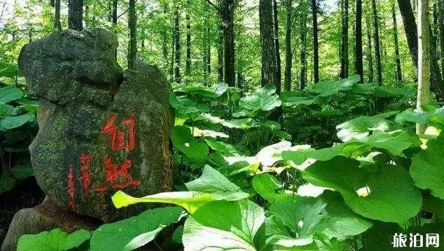 洛阳白云山风景区自驾游免门票攻略