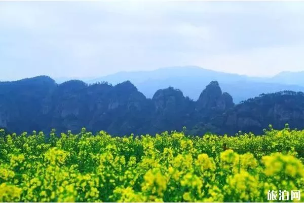 新昌后金山村油菜花什么时候开?