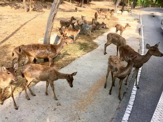 2017泰国清迈自由行旅游攻略